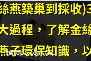 燕子築巢過程