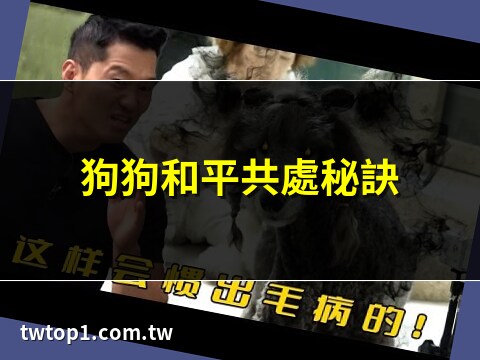 養兩隻狗打架